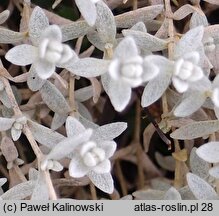 Cerastium candidissimum