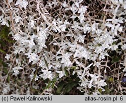 Cerastium candidissimum