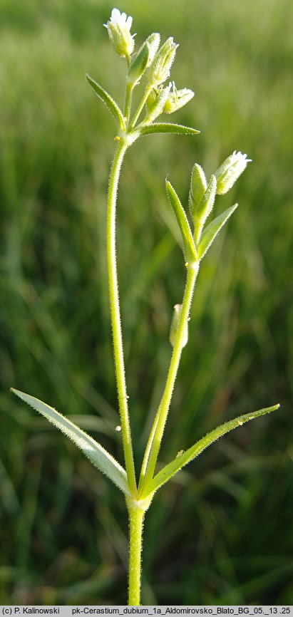 Cerastium dubium (rogownica lepka)