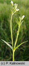 Cerastium dubium (rogownica lepka)