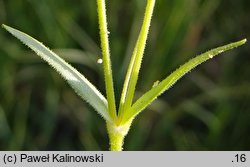 Cerastium dubium (rogownica lepka)