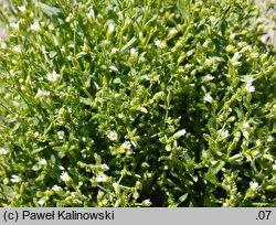 Cerastium dubium (rogownica lepka)