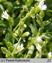 Cerastium dubium (rogownica lepka)