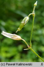 Cerastium macrocarpum (rogownica wielkoowockowa)