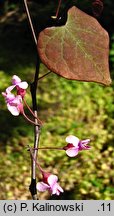 Cercis canadensis (judaszowiec amerykański)