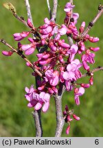 Cercis siliquastrum (judaszowiec południowy)