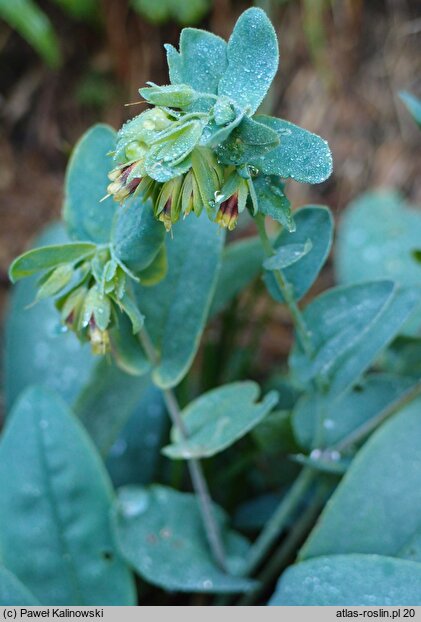 Cerinthe glabra (ośmiał alpejski)