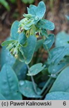 Cerinthe glabra (ośmiał alpejski)