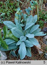 Cerinthe glabra (ośmiał alpejski)