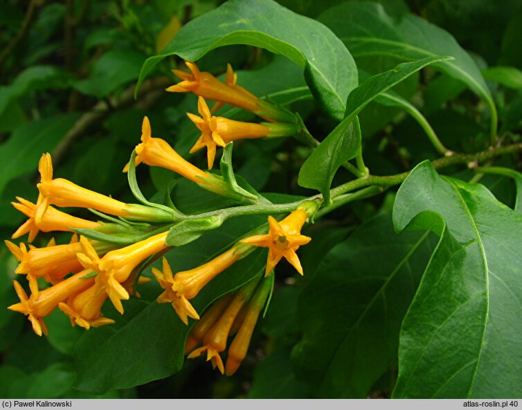 Cestrum aurantiacum