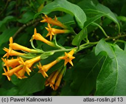 Cestrum aurantiacum