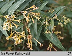 Cestrum parqui