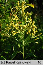 Cestrum parqui