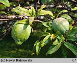 Chaenomeles cathayensis (pigwowiec katajski)