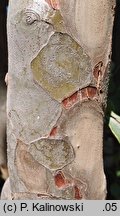 Pseudocydonia sinensis (pigwowiec chiński)