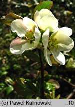 Chaenomeles speciosa (pigwowiec okazały)