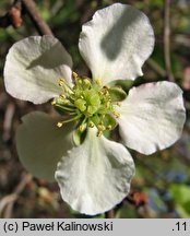 Chaenomeles speciosa (pigwowiec okazały)