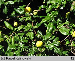 Chaenomeles speciosa (pigwowiec okazały)