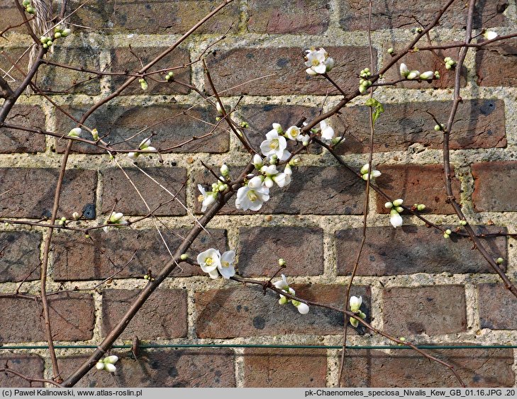 Chaenomeles speciosa Nivalis