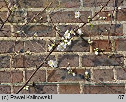 Chaenomeles speciosa Nivalis