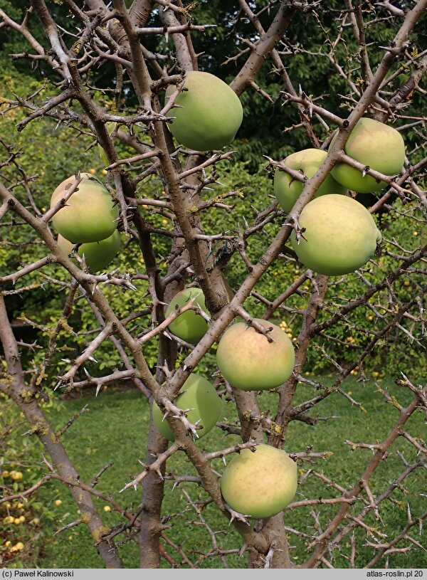 Chaenomeles thibetica