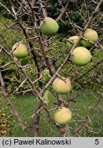 Chaenomeles thibetica