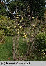 Chaenomeles thibetica