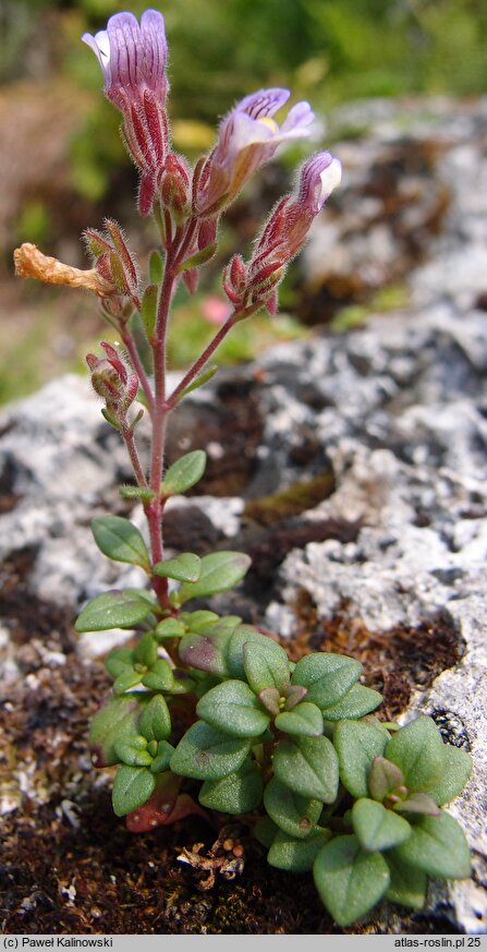 Chaenorhinum origanifolium (lniczka lebiodkolistna)