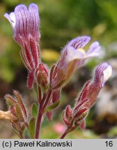 Chaenorhinum origanifolium (lniczka lebiodkolistna)