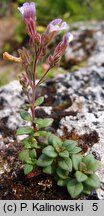 Chaenorhinum origanifolium (lniczka lebiodkolistna)