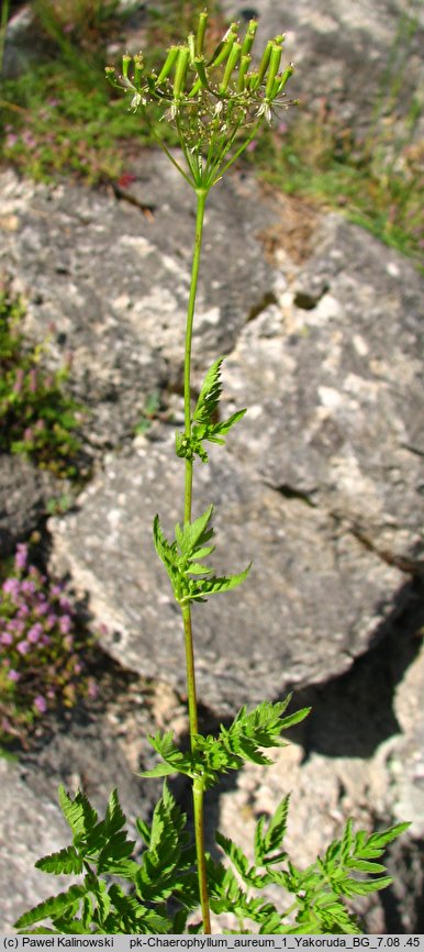 Chaerophyllum aureum (świerząbek złotawy)