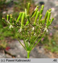 Chaerophyllum aureum (świerząbek złotawy)