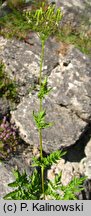 Chaerophyllum aureum (świerząbek złotawy)