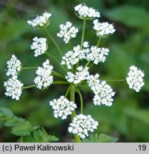 Chaerophyllum aureum (świerząbek złotawy)