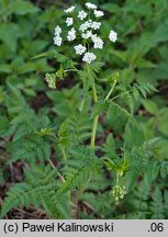 Chaerophyllum aureum (świerząbek złotawy)