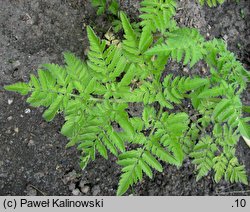 Chaerophyllum aureum (świerząbek złotawy)