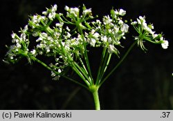 Chaerophyllum aureum (świerząbek złotawy)