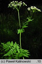 Chaerophyllum aureum (świerząbek złotawy)