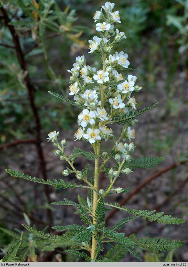 Chamaebatiaria millefolium