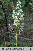 Chamaebatiaria millefolium