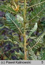 Chamaebatiaria millefolium