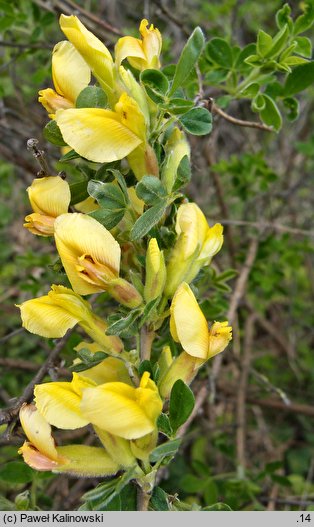 Chamaecytisus elongatus (szczodrzeniec wydłużony)