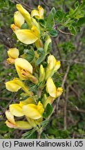 Chamaecytisus elongatus (szczodrzeniec wydłużony)