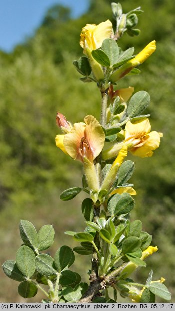 Chamaecytisus elongatus (szczodrzeniec wydłużony)