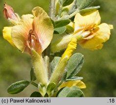 Chamaecytisus elongatus (szczodrzeniec wydłużony)