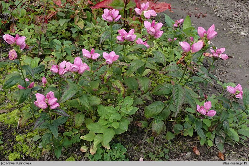 Chelone obliqua (żółwik ukośny)