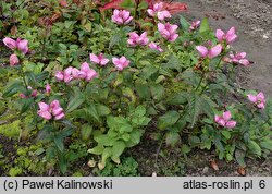 Chelone obliqua (żółwik ukośny)