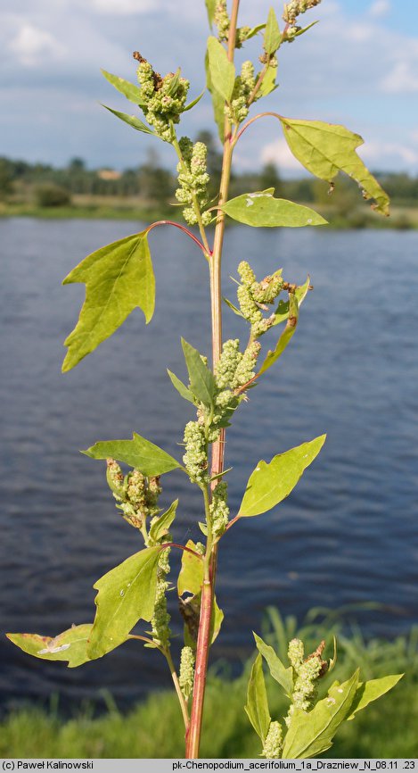 Chenopodium acerifolium (komosa ostroklapowa)