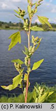 Chenopodium acerifolium (komosa ostroklapowa)