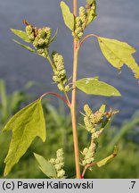 Chenopodium acerifolium (komosa ostroklapowa)